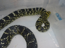 E. carinata