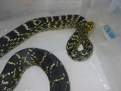 E. carinata