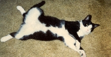 My Boy, Marcellis B. Wallace Posing: "centerfold 1"