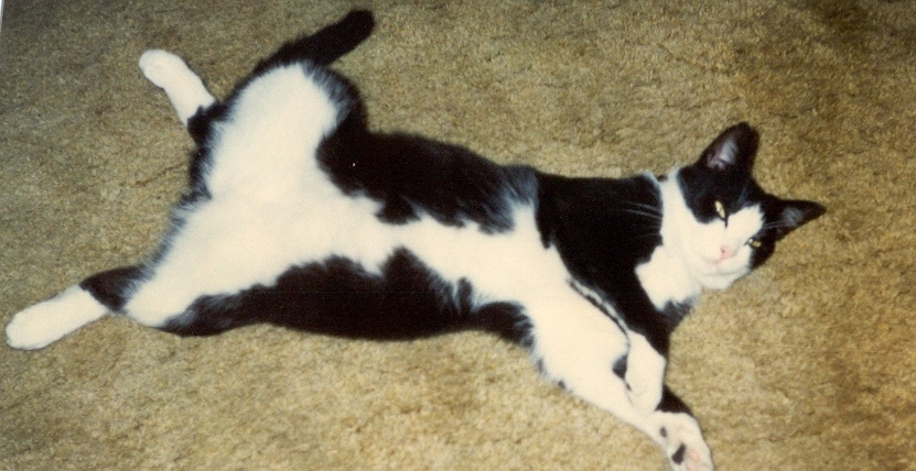 My Boy, Marcellis B. Wallace Posing: "centerfold 1"
