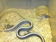 Cave Racer