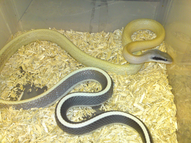 Cave Racer