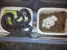 Madagascarophis eggs