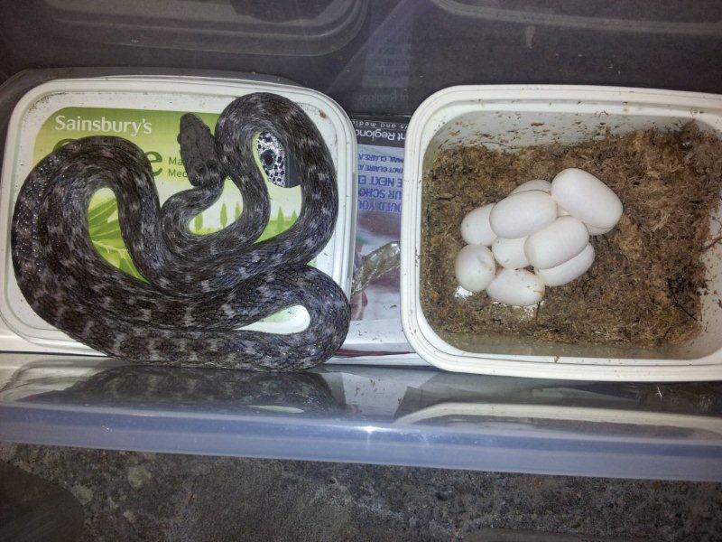 Madagascarophis eggs