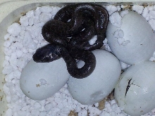 Madagascarophis hatchling