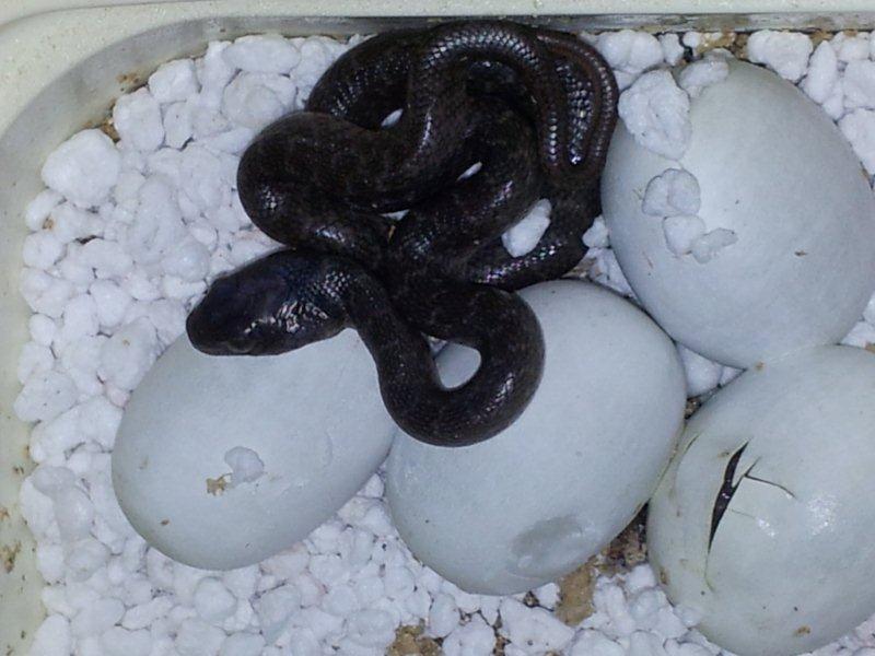 Madagascarophis hatchling