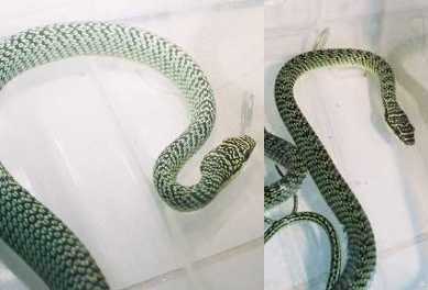 Chrysopelea ornata