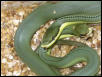 P.baroni hatchlings