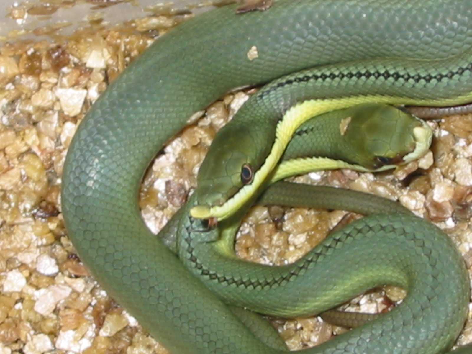 P.baroni hatchlings