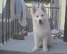 White German Shepherd