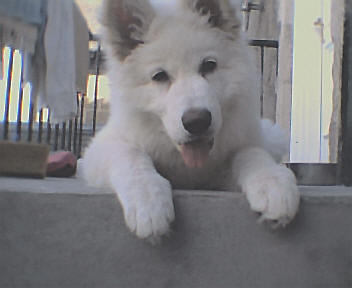 Nicco 12 weeks