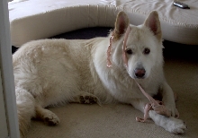 Ballet Dog!!