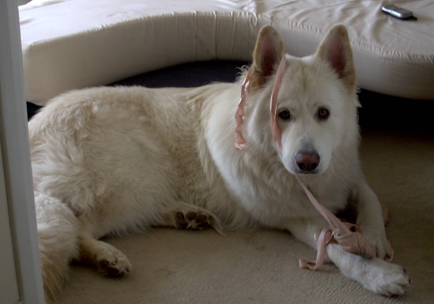 Ballet Dog!!