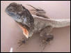 frilled dragon