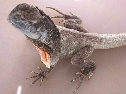 frilled dragon