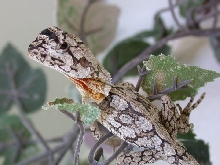 baby Austrailian Frilled Dragon