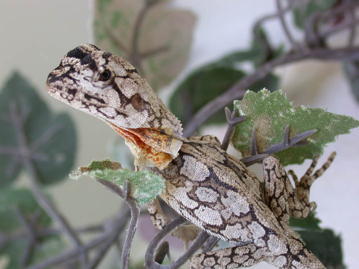 baby Austrailian Frilled Dragon