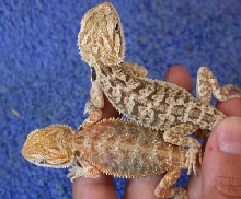 see through comparison