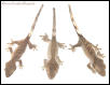 chocolate crested geckos