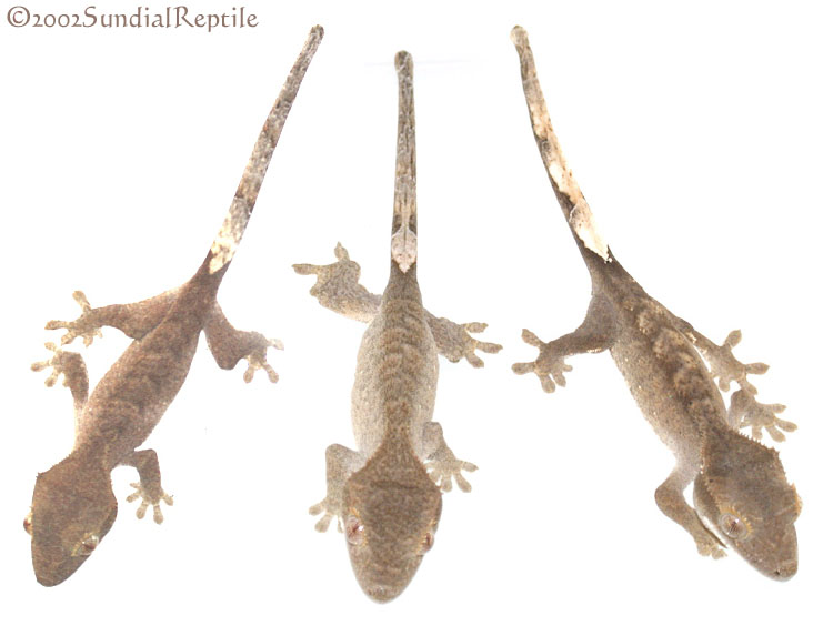 chocolate crested geckos