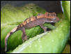 ciliatus baby 1
