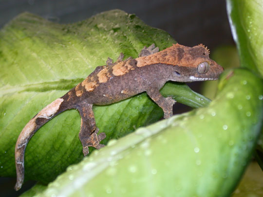 ciliatus baby 1