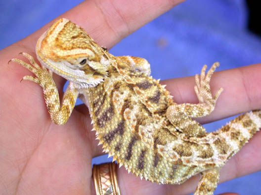 Coral pink bloodline