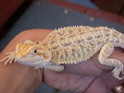 coral x pastel