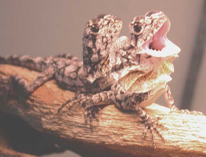 frilly babies