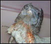 frilled dragon