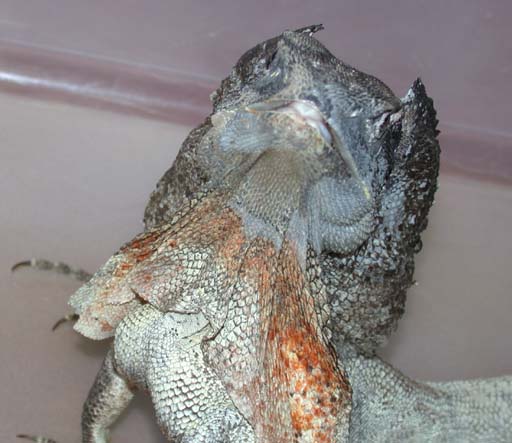 frilled dragon