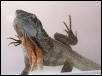 frilled dragon