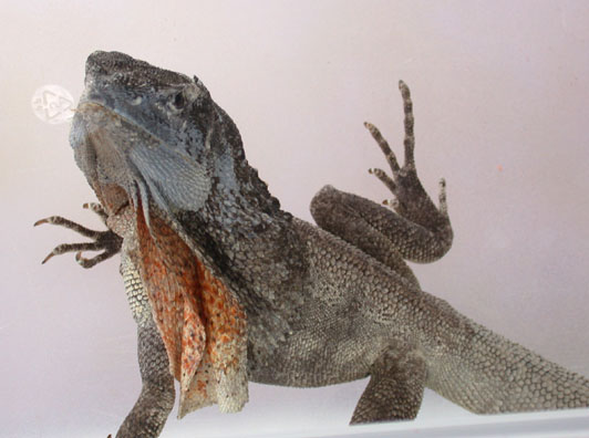 frilled dragon