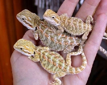sandfire outcross x gold/orange male