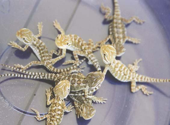 Rankins Dragons
