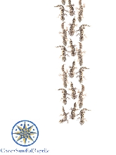 'march of the squigglers'