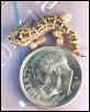 viperhatchling