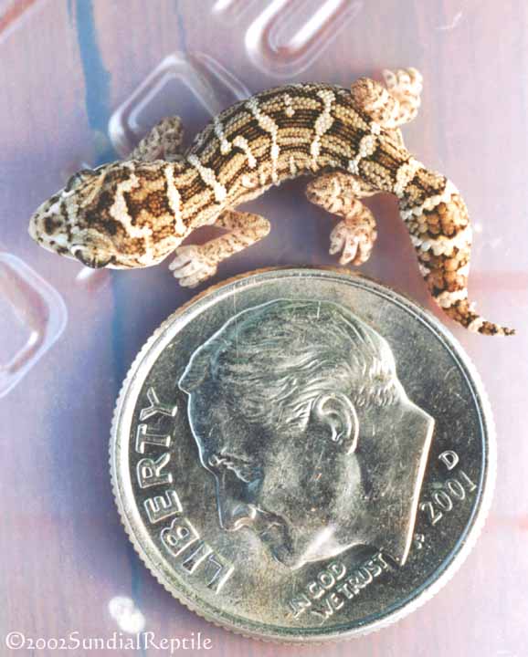 viperhatchling
