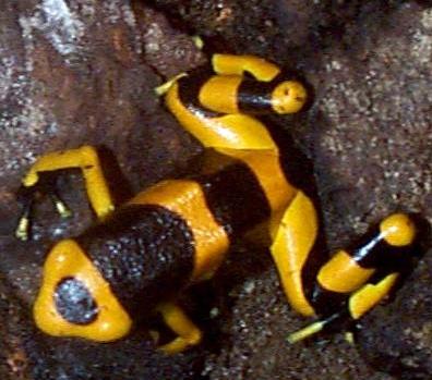 Leucomelas