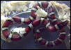 Red milksnake