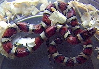 Red milksnake