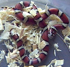 Red milksnake