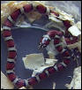 Red milksnake
