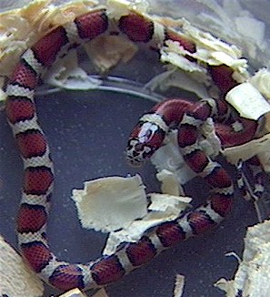 Red milksnake