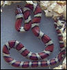 Red milksnake