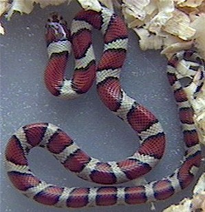 Red milksnake
