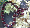 Red milksnake
