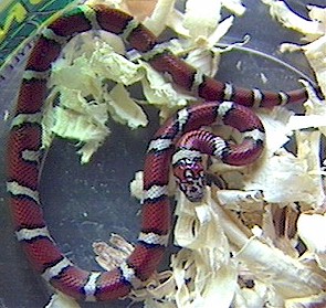 Red milksnake