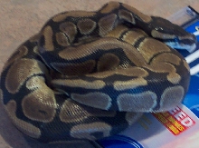 Royal Python