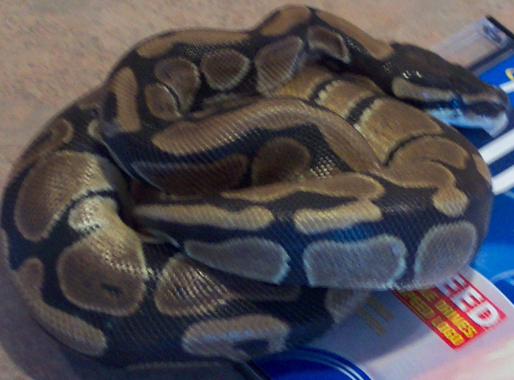 Royal Python